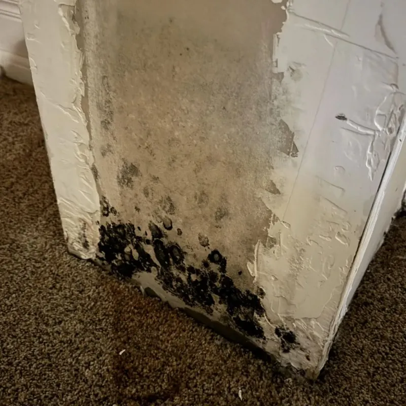 Professional Mold Removal in Lawrenceville, VA